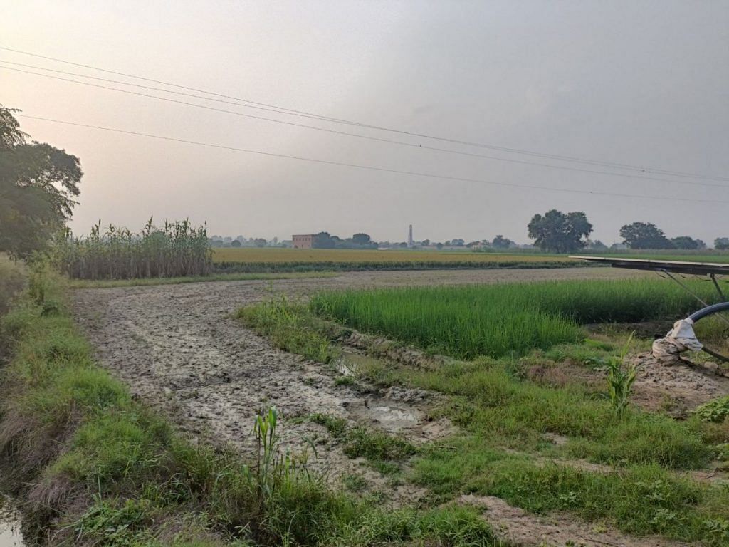 Jind mustard field 