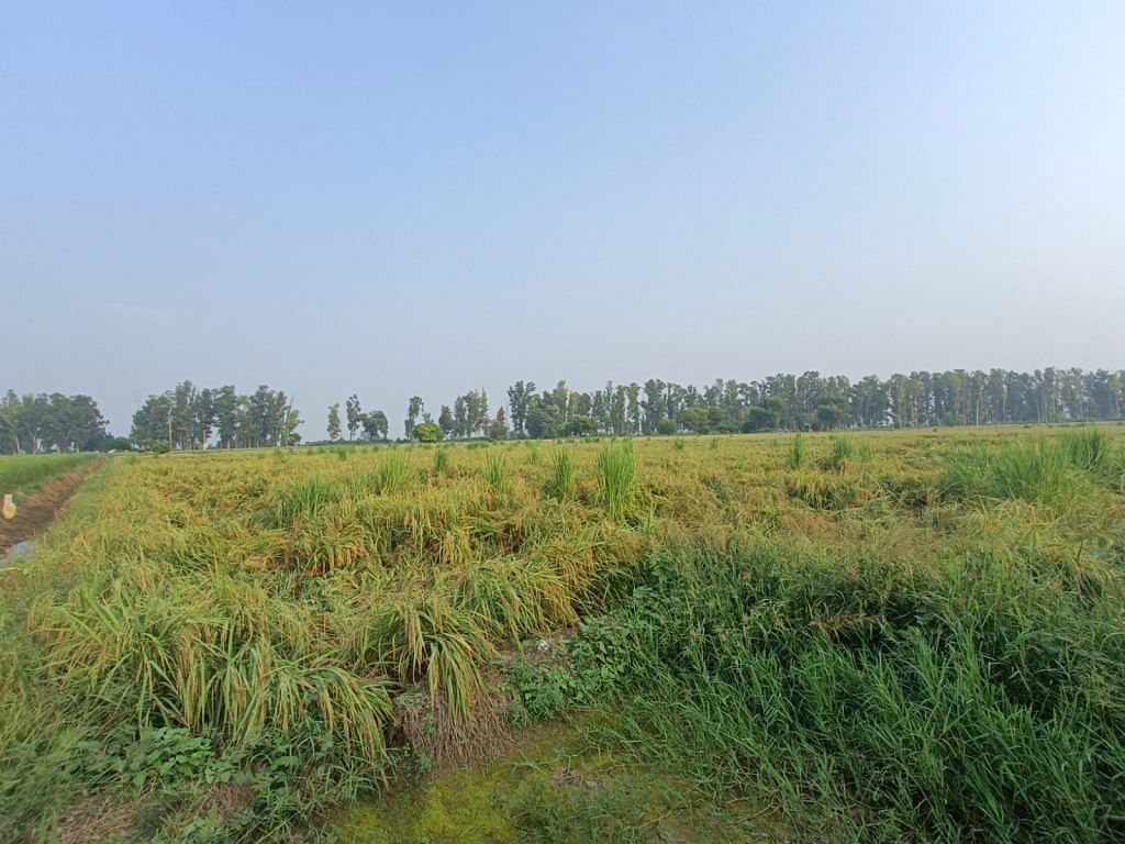 Rain has left many Haryana rice farmers with destroyed crops