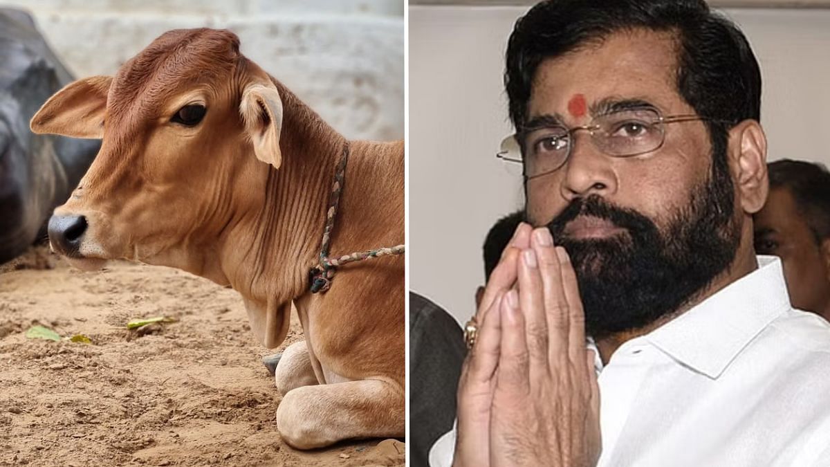 Poll-bound Maharashtra declares desi cow as ‘Rajmata-Gaumata’ to combat falling numbers