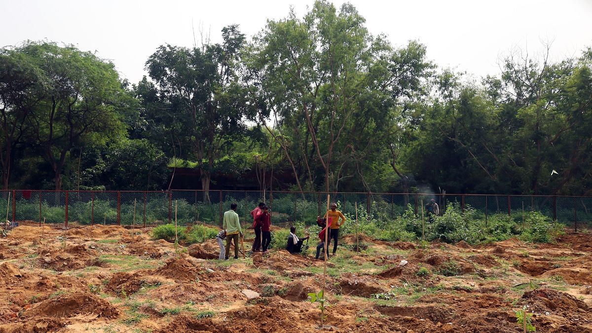 DDA has started replanting saplings at the site where it felled trees | Manisha Mondal | ThePrint