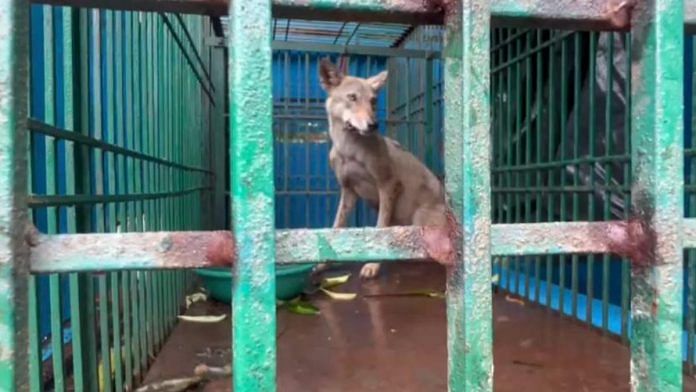 One of the wolves captured by forest department officials in Bahraich's Mahasi | Special arrangement