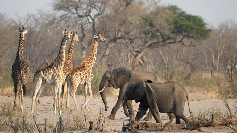 For the first time in 4 decades, Zimbabwe to cull 200 elephants to mitigate food shortages