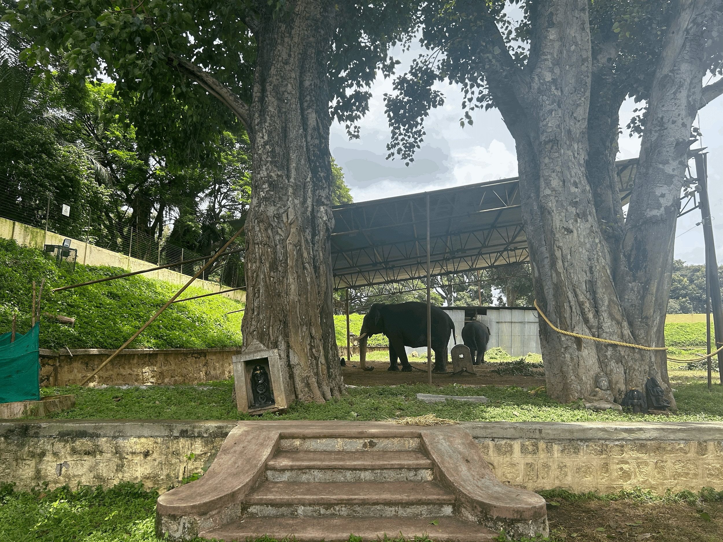 Dasara elephant Abhimanyu will be carrying the howdah during the procession this year