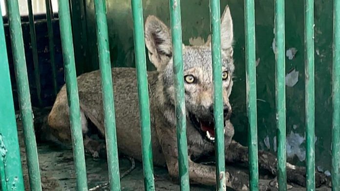 Another wolf, part of a pack which has allegedly killed several people, after being captured by forest department personnel, in Bahraich district, Tuesday, Sept 10, 2024 | ANI