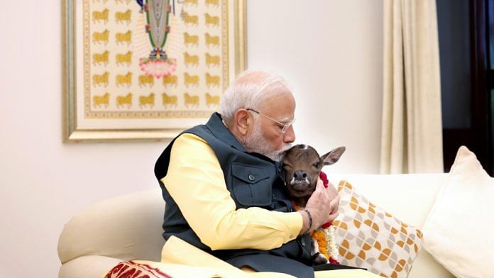 Prime Minister Narendra Modi with the newest member of his Lok Kalyan residence, a newborn calf named Deepjyoti | Source: X/PM Modi