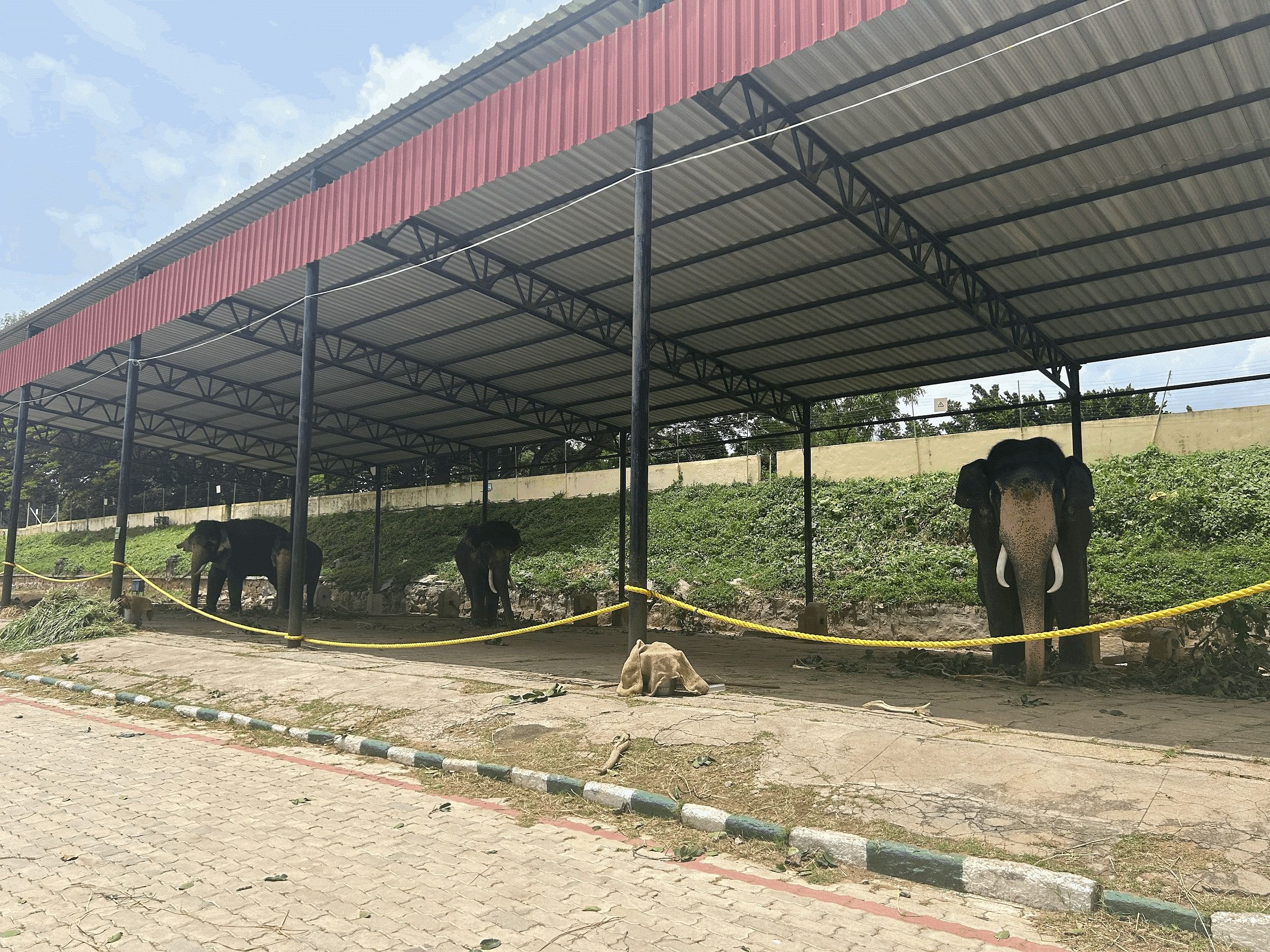 Dasara elephants resting ahead of their training at the Mysuru Palace. Credit: Anisha Reddy