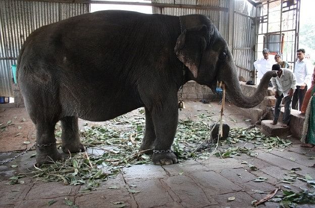 Elephant Gowri was earlier held captive at Nanjangud Temple for performing religious tasks.But she developed several health problems including obesity, ear infection and abscess in her tusks. She was eventually moved to a rescue centre. Credit: Ramesh Belagere