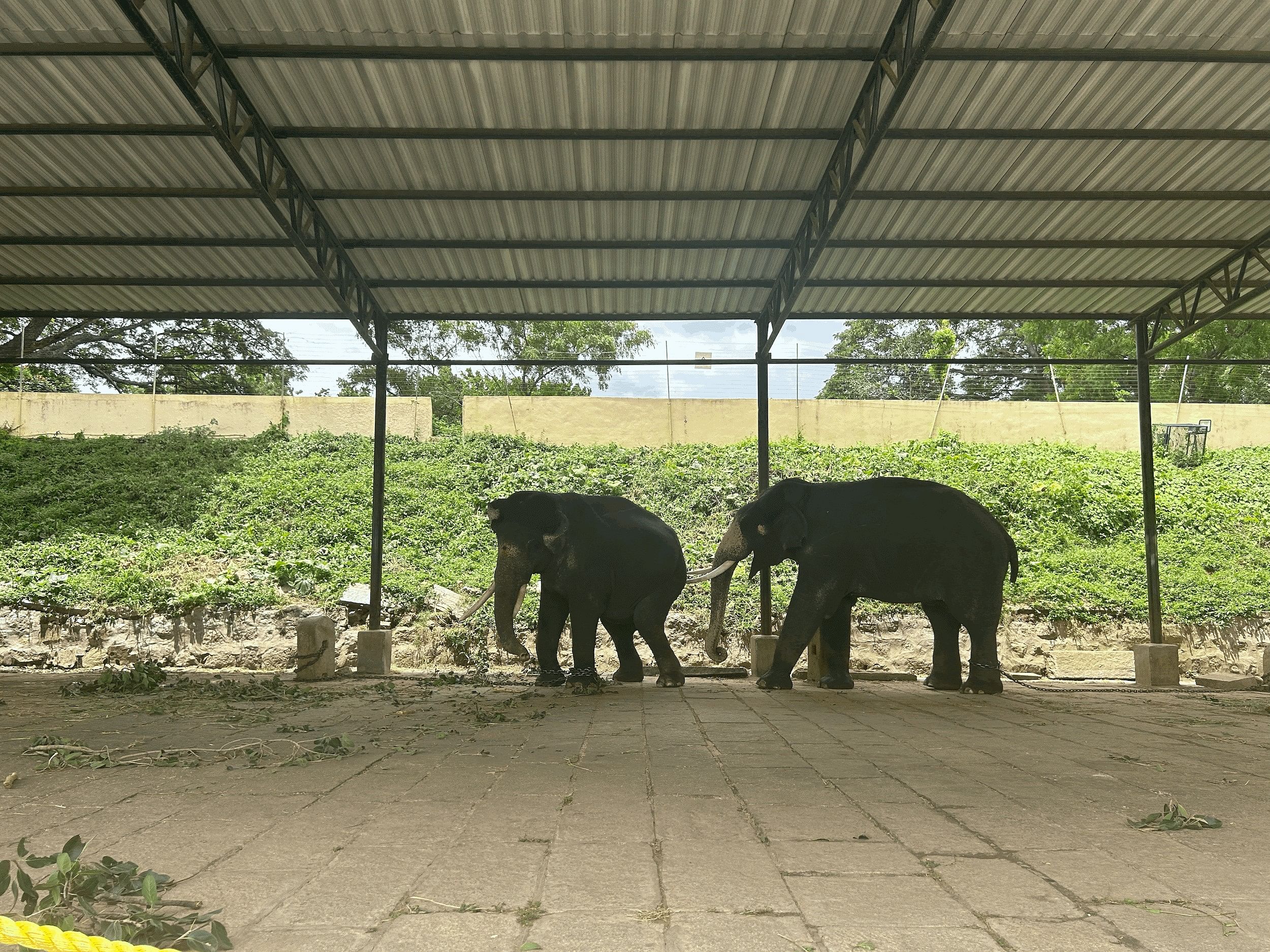 Dasara elephants resting at the Mysuru Palace ahead of their training.