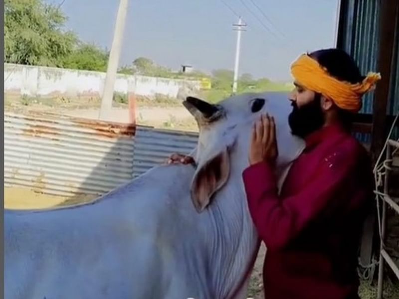 नवीन योगी परमार एक गाय के साथ स्नेहपूर्ण पल साझा करते हुए. उनका मुख्य चुनावी मुद्दा गौरक्षक है | फोटो: इंस्टाग्राम/@yoginaveen_official