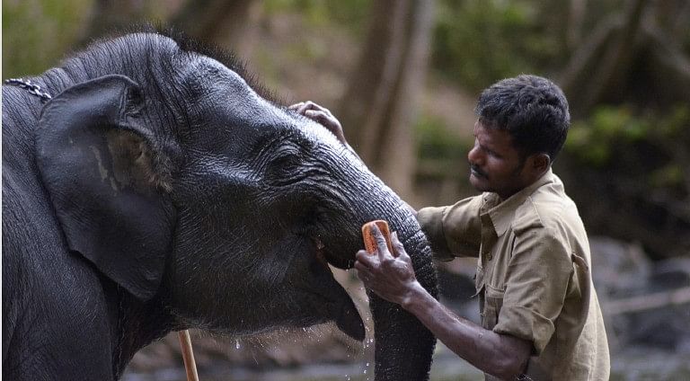 Elephants at Rampura camp in Bandipur. Credit: Ramesh Belagere