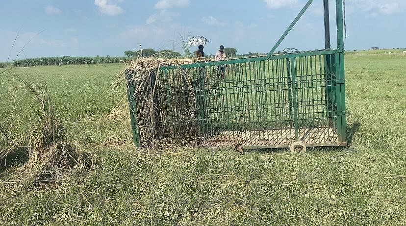 An iron cage for capturing the wolves at Sisayia Churamani village | Shikha Salaria | ThePrint