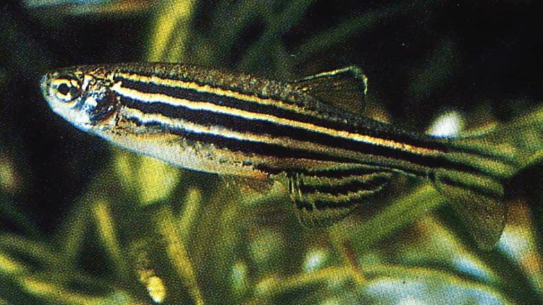 Exposure to artificial light at night can give these fish anxiety, which they pass on to offspring