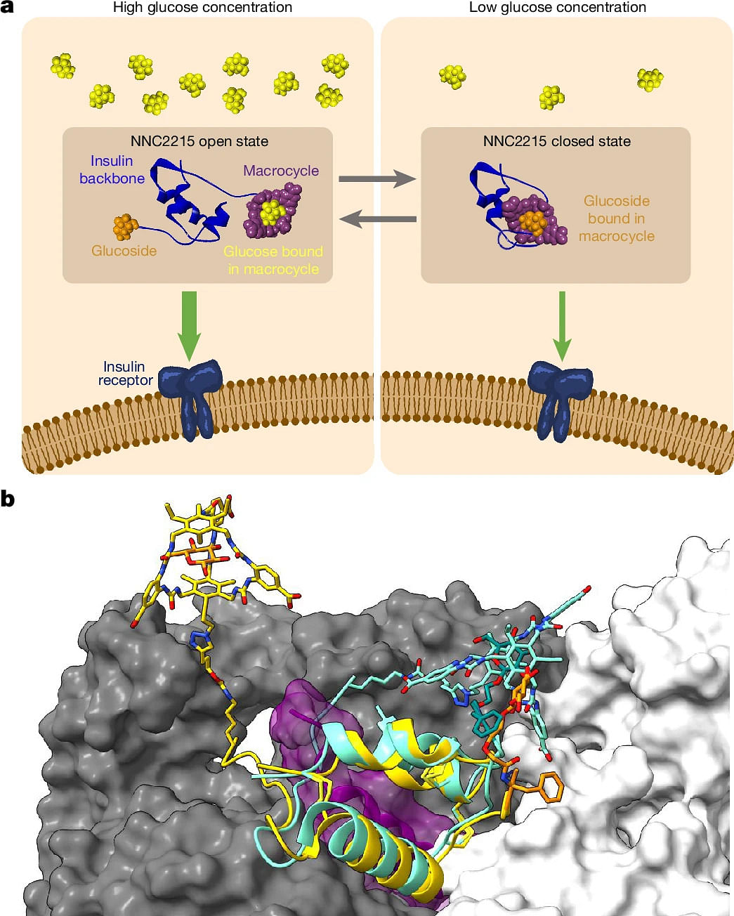 a) NNC2215 is an insulin molecule with a glucose-sensitive switch | b) 3D models of NNC2215 in the open and closed forms | Nature