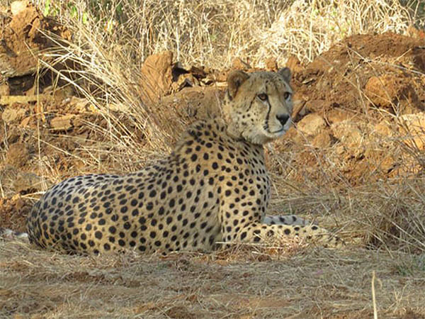 Cheetahs at Kuno to be released into wild in phases starting late October; India eyes new translocations