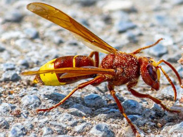 Genetic secrets of oriental hornet may lead to new alcohol detox methods