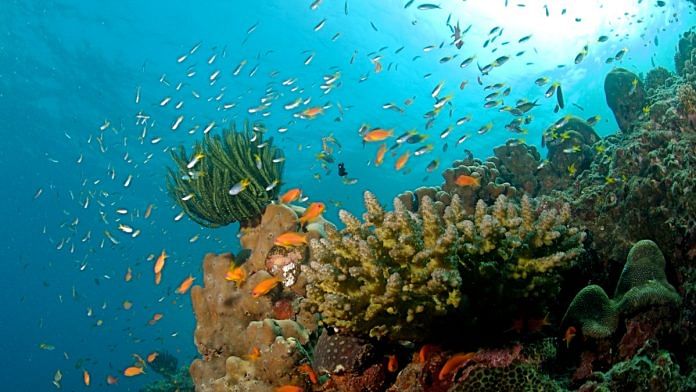 Coral reef an Havelock in Andaman | Representational image | Commons