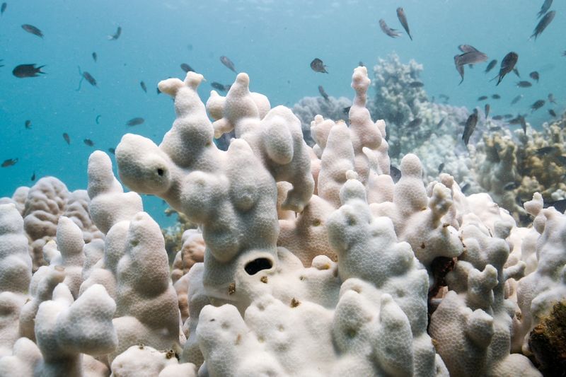 ExplainerCountries must report nature protection plans to the UN. What