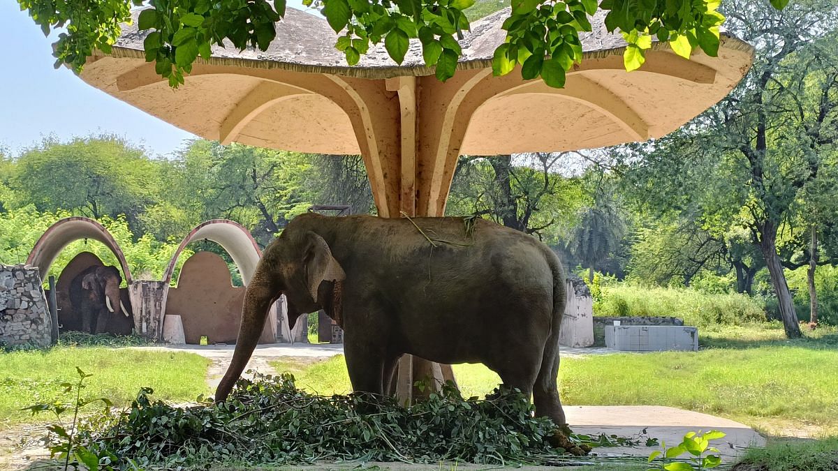 One of the other Asian elephants in the Delhi Zoo | Photo: Akanksha Mishra, ThePrint