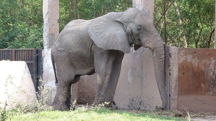 Shankar the elephant in his enclosure in Delhi Zoo. His loneliness is now a matter of national and international interest | Credit: Shubhobroto Ghosh | By special arrangement