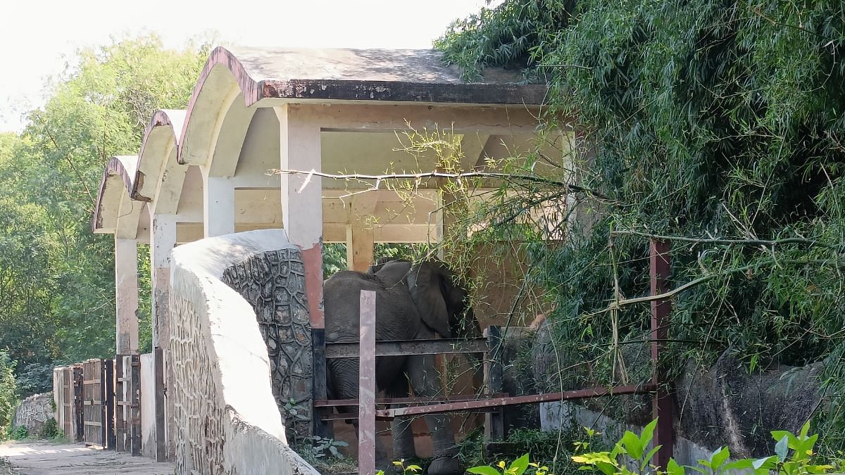 Shankar's solitary enclosure in the Delhi Zoo, with him in one corner | Akanksha Mishra, ThePrint