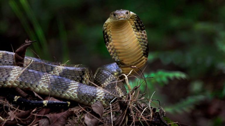 King Cobra can kill an elephant with a single bite. Here’s how we got close to it for our film