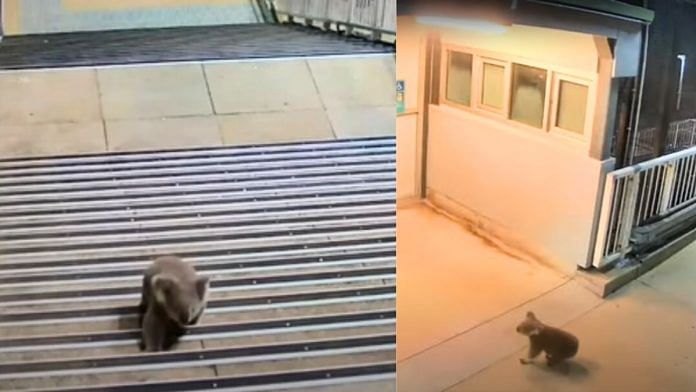 Koala Leads Australian Police On Chase Through Railway Station