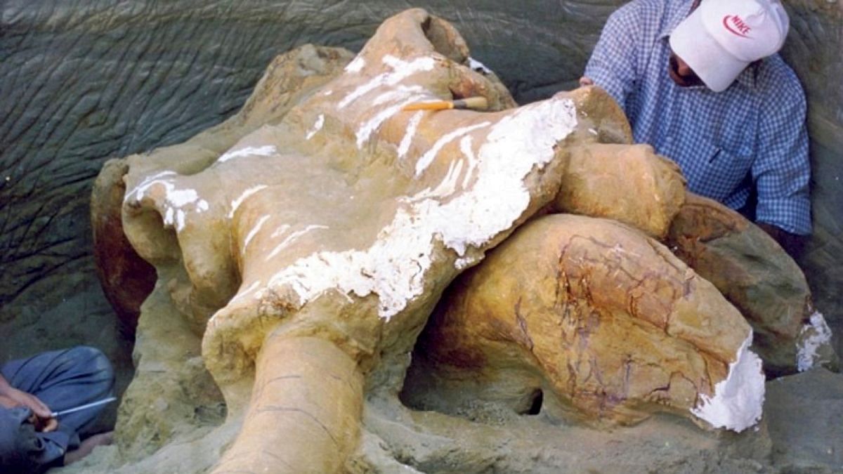 Extinct elephant genus lived in Kashmir over 300,000 yrs ago. Humans made tools from their bones