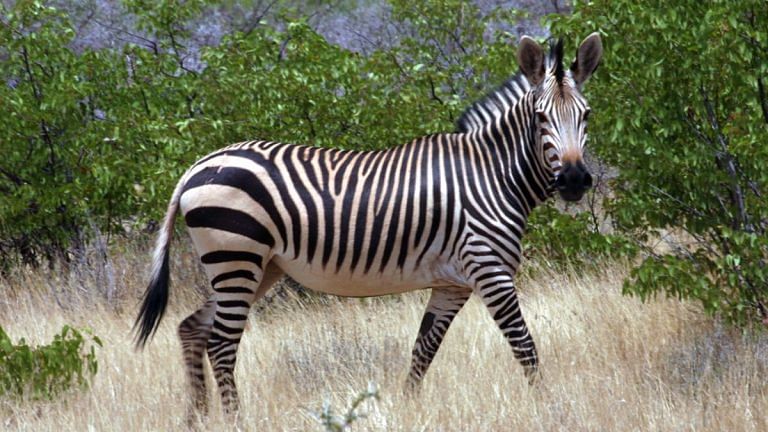 SubscriberWrites: Culling of wild animals in Namibia and Zimbabwe – A warning signal