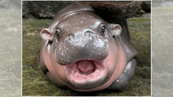 Baby hippo Moo Deng | Source: hao Kheow Open Zoo Facebook