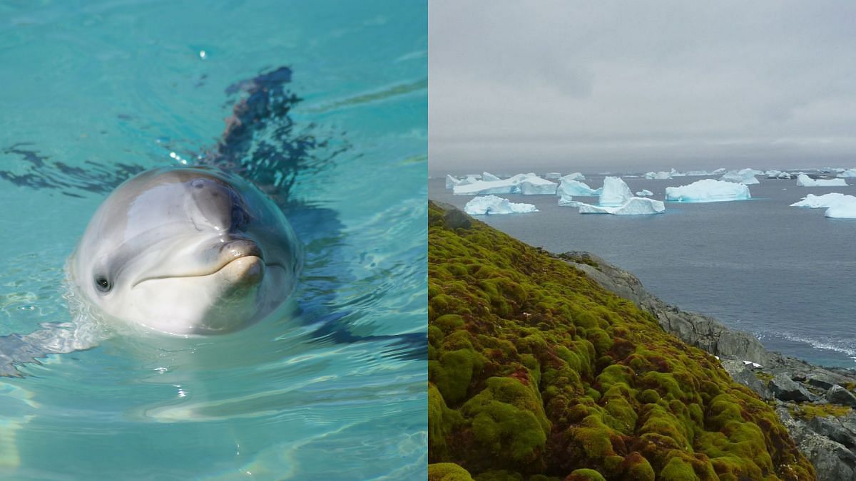 Dolphins smile at each other while playing board games and Antarctica is becoming “greener” at a dramatic pace.