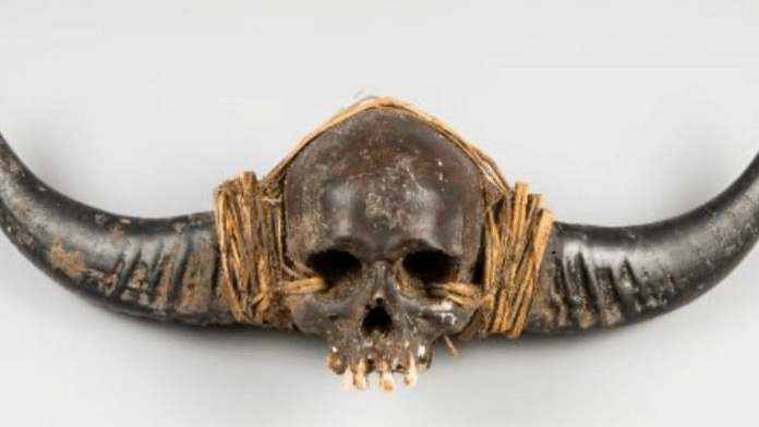 19th-century Naga ancestral human skull in the United Kingdom | Photo: The Swan website