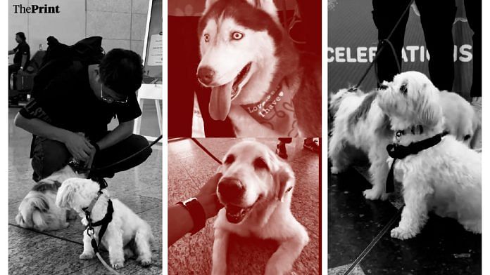 Video still showing some of the nine dogs that will greet travellers at Mumbai airport's departures area, every Friday from 3 p.m. till 11 p.m. Sunday | X/@CSMIA_Official