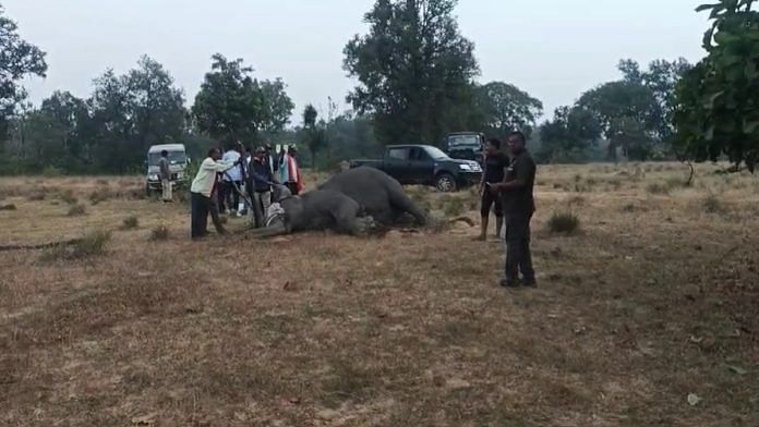 One of the surviving elephants undergoing treatment at Bandhavgarh | By special arrangement