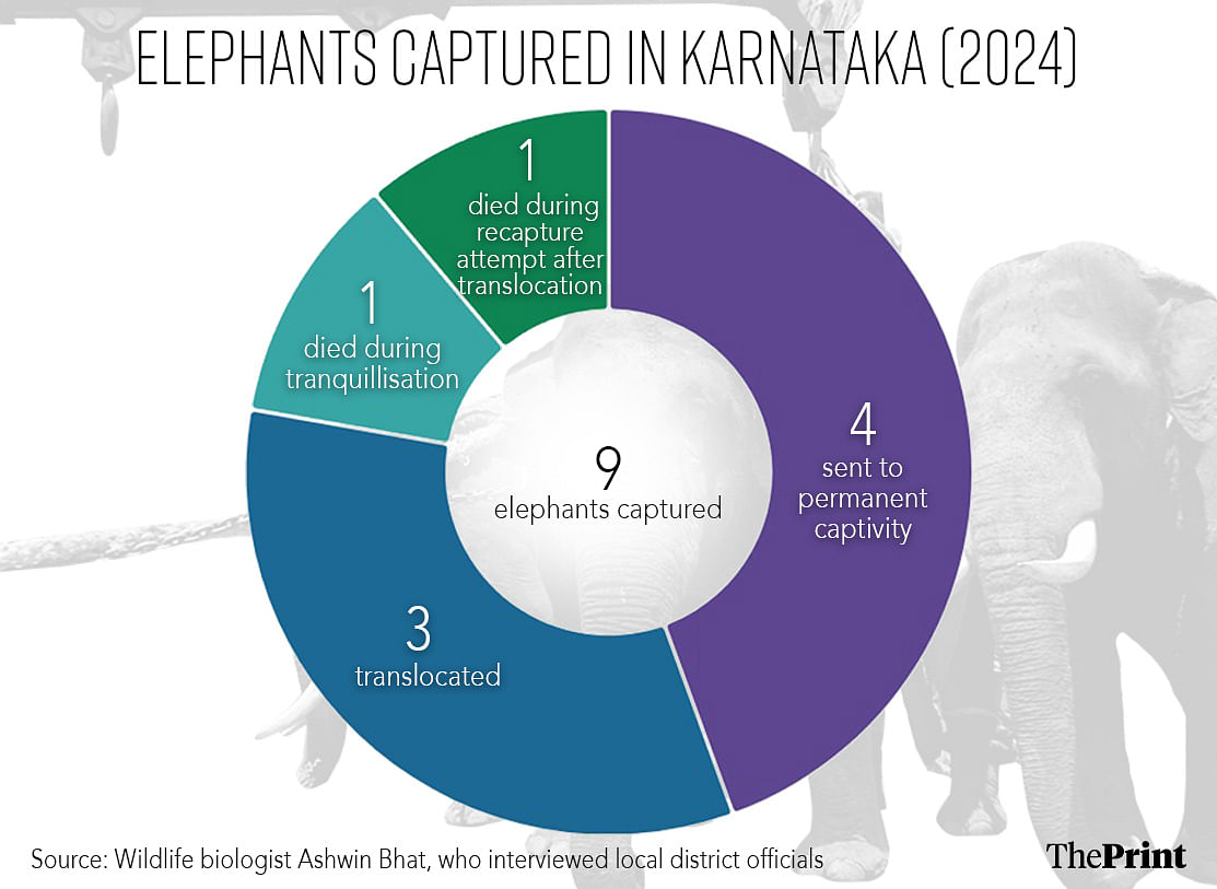 Number of elephants captured in Karnataka in 2024