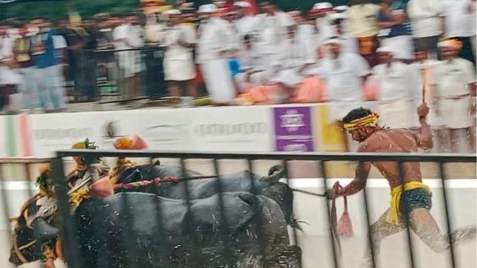 A man striking a buffalo near the race finish line in Bengaluru's first Kambala | Credit: PETA India