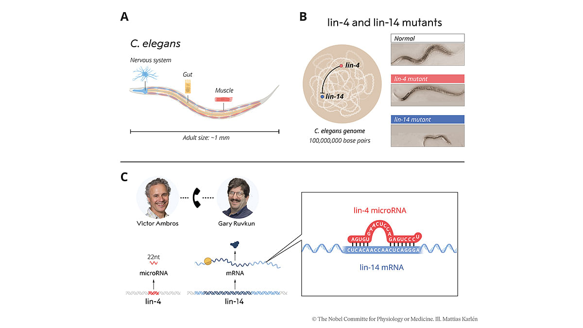 Ambros and Ruvkun worked on C. elegans. They studied two mutant strains: lin-4 and lin-14. They found that a lin-4 microRNA molecule inhibited lin-14 mRNA | The Nobel Committee for Physiology or Medicine/Mattias Karlén