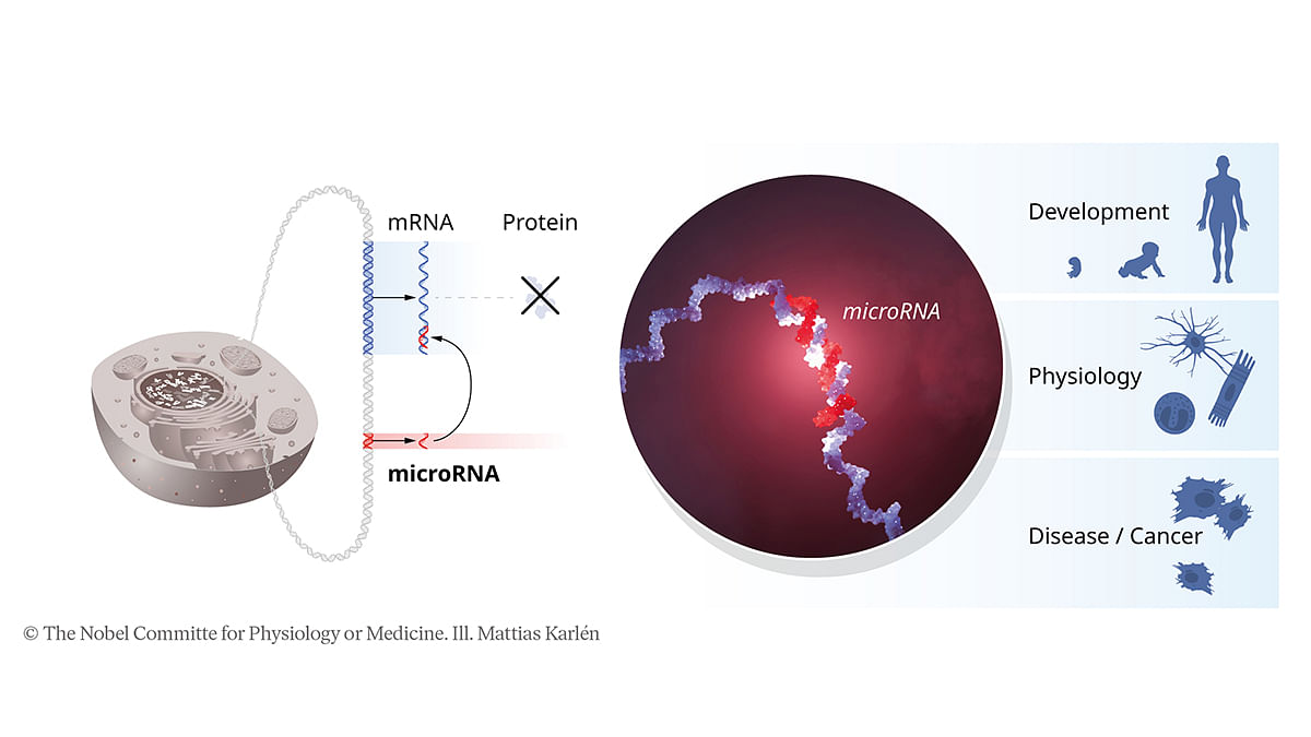 Genes are segments of DNA. There are some genes that code for microRNA. After coding for microRNA, they move to the mRNAs which they want to degrade, in order to inhibit protein synthesis. Once the microRNA sits on the mRNA, protein synthesis is blocked. This is crucial to the development of humans, and to prevent diseases | Credit: Nobel Committee for Physiology or Medicine/Mattias Karlén