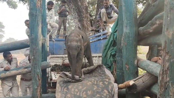 The elephant calf in the pick-up vehicle | Photo: Special arrangement