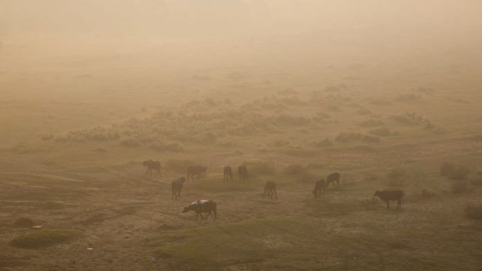 Cows and buffaloes graze on fields on the banks of the polluted Yamuna river on a smoggy morning in New Delhi, India, November 5, 2024. REUTERS/Anushree Fadnavis