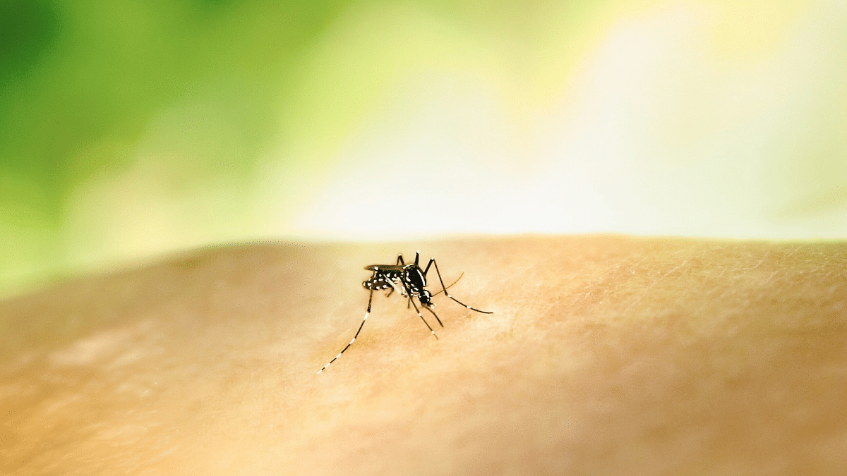 Dengue fever outbreak grips the world. 5 ways to stop it