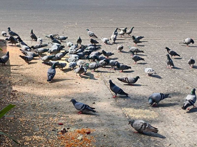 मंडी हाउस चौराहे पर कबूतरों का अड्डा, जहां हर दिन पंछियों का यह झुंड अपने भोज के लिए इकट्ठा होता है | फोटो: अलमिना खातून/दिप्रिंट