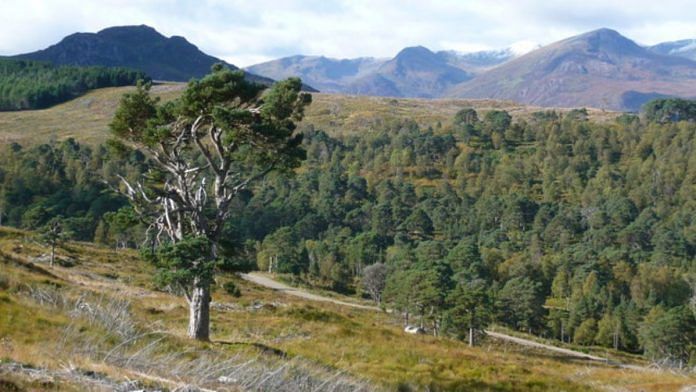 Representational image of naturally regenerated forest | Wikimedia Commons