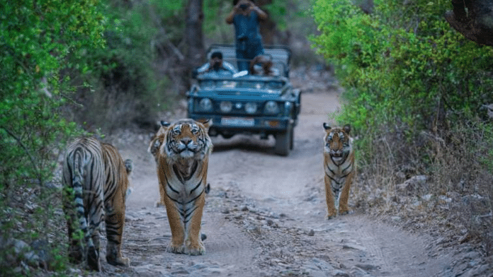 Tigers walking on a track inside Ranthambore reserve | Pic courtesy: Ranthambore national park website