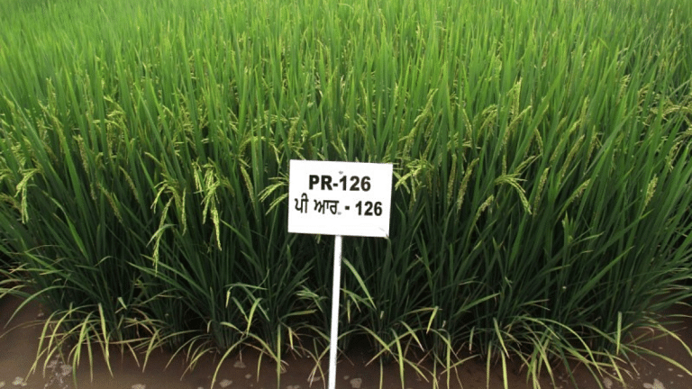 Why Punjab farmers are crying foul over yield of PR 126 paddy variety & what’s developer PAU’s defence