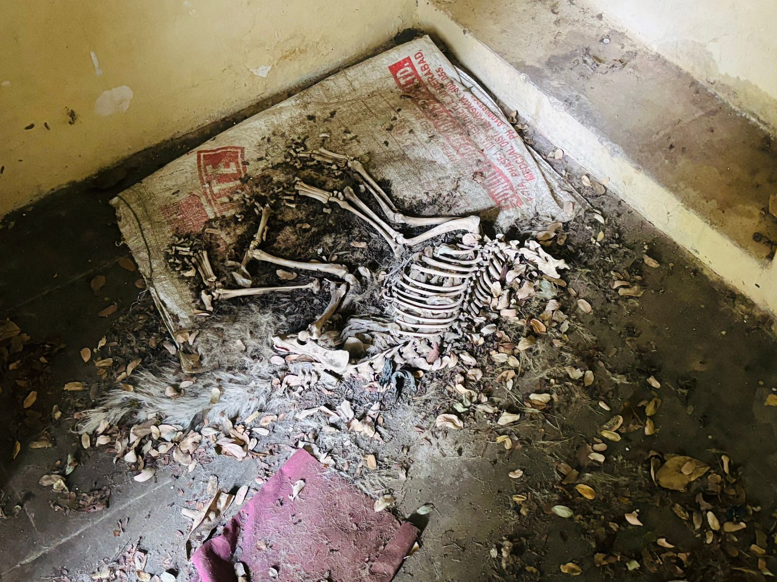 The remains of a dog in a school's staff quarter | Vandana Menon | ThePrint