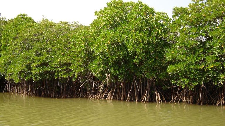 The real problem to Goa tourism isn’t from social media. Sea view homes are killing mangroves