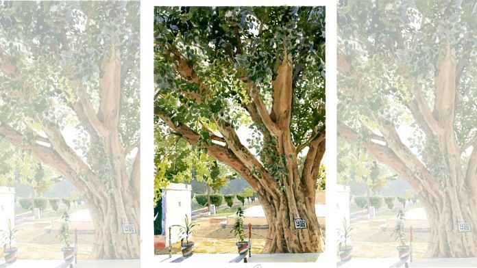 The iconic Peepal tree at the India-Pakistan border | Illustration by Sagar Bhowmick | By special arrangement