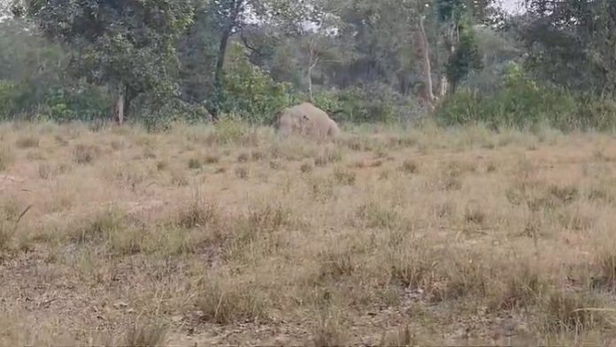 One of the elephants lying in a field on 29 October | By special arrangement