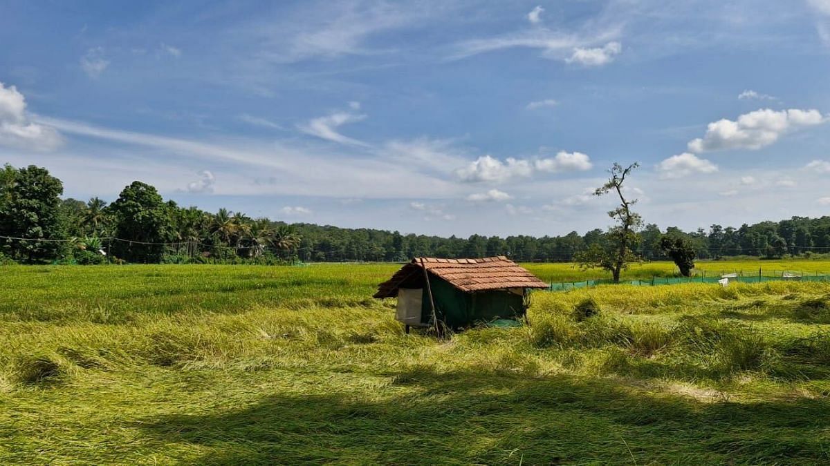 In Thakarapadi, the border with the expansive Nagarhole forest makes the paddy fields vulnerable to increasing instances of wildlife invasions. | Sharan Poovanna | ThePrint