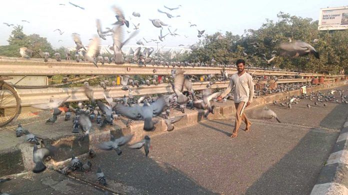 Delhi pigeon feeding